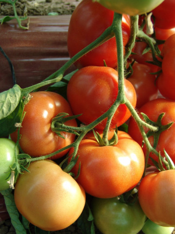 Angelina F1 (1 gr) tomate roz extratimpurii, Superior Serbia