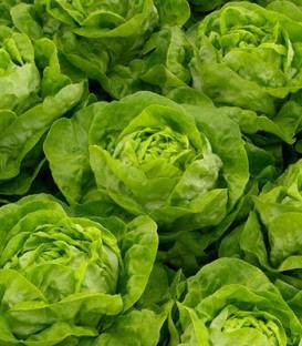 Antedis (5000 seminte drajate) salata cu frunze foarte bine etajate putand fi cultivata cu succes si pe perioada verii de la Bejo