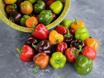 Ardei gras MIX (60 seminte) soiuri productive, rosu, galben si mov, Agrosem