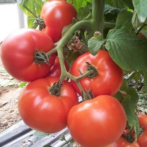 Avatar F1 (500 seminte) de rosii cu crestere nedeterminata si fructe de calitate superioara care se pot pastra foarte bine avand gust excelent si fermitate, Cora Seeds