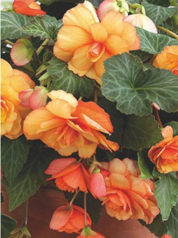 Begonie Curgatoare Cascade Sunray (2 bulbi), floare mare, culoare portocalie, bulbi de flori