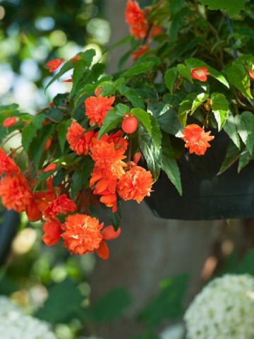 Begonie curgatoare pendula cascade Orange (2 bulbi), floare mare, culoare portocaliu, bulbi de flori