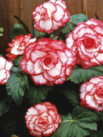 Begonie Picotee White Red (2 bulbi), floare culoare alb cu rosu, bulbi de flori