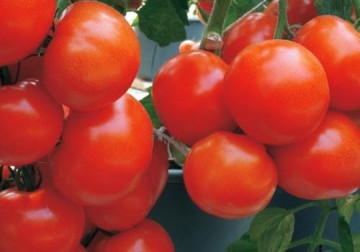 Bella Rosa F1 (500 seminte) de rosii cu crestere determinata de tip beef cu fructe mari de 260-300 gr ferme si fara urma de verde tolerante la temperaturile ridicate, Sakata