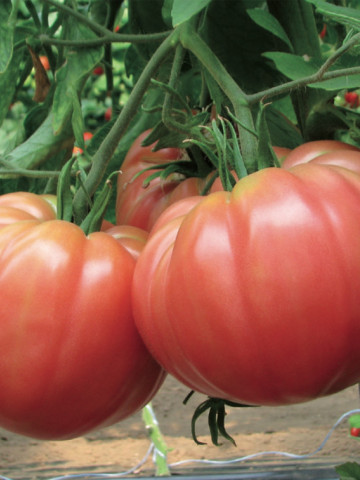 Belmonte F1 (20 seminte) tomate roze-violet hibrid cu crestere nedeterminata tip Beef, Esasem