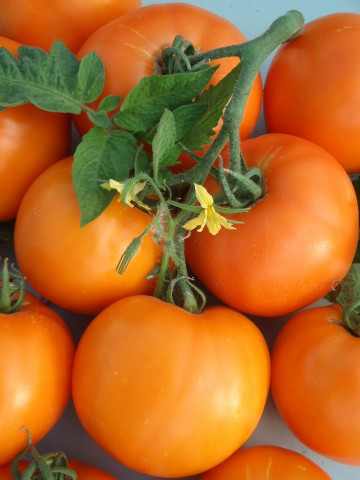 Bendida F1 (250 seminte) tomate Bendida semitimpurii culoare portocaliu intens, Geosem