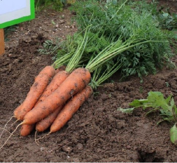 Bengala F1 (25.000 seminte) de morcovi cu radacina cilindrica culoare foarte frumoasa portocaliu uniform neteda si lungime medie de 22-25 cm, Agrisemen