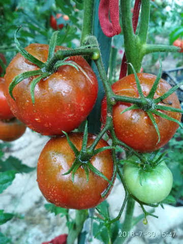 Black Prince (30 seminte) rosii negre culoarea mahon inchis, soi heirloom siberian, Ukraina