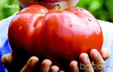 Boiereasca (150 seminte) tomate mari de culoare rosu tip Gigant Uriase ajunge pana la 2 kg, tip Beef