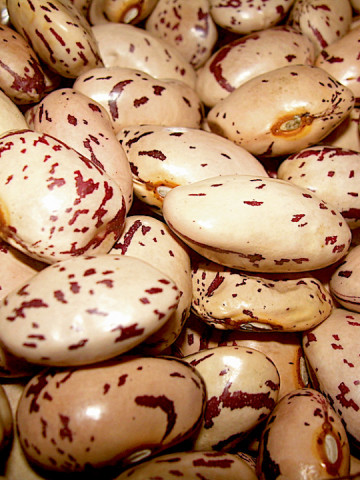 Borlotto Lamon (50 gr) seminte de fasole urcatoare bob tarcat, Agrosem