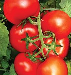 Bostina (500 seminte) rosii nedeterminate extratimpurii, Syngenta