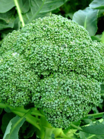 Broccoli Calabrese (900 seminte) Broccoli soi Semitimpurii de la Opal