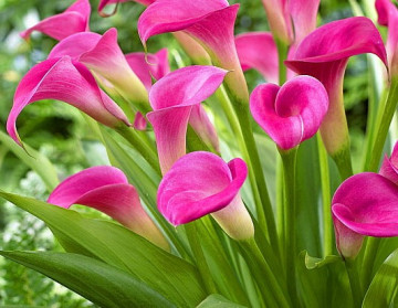 Cala Garnet Glow (1 bulb), floare mare, culoare ciclam, bulbi de flori