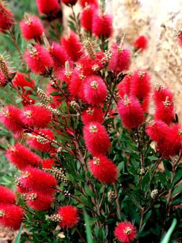 Callistemon citrinus seminte de Callistemon planta perena exotica, Vilmorin