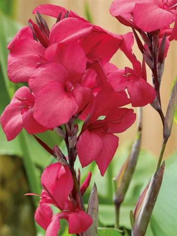 Canna Empire (1 bulb), floare exotica mare, culoare rosu stralucitor, bulbi de flori