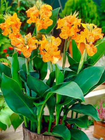 Canna Picasso (1 bulb), floare exotica mare, culoare galben cu rosu, bulbi de flori