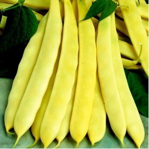 Capitano Fasole Pitica cu Pastaie Lata - 500 gr - Seminte de Fasole Pitica cu Pastaie Lata Capitano de la FLorian