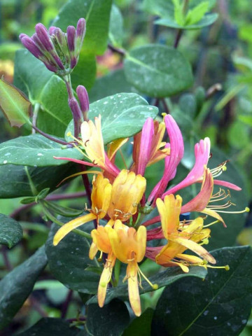 Caprifoi Lonicera Goldflame (1 m in ghiveci de 2 L), tufa ornamentala cataratoare "Mana Maicii Domnului" cu flori foarte parfumate, roz cu galben-portocaliu