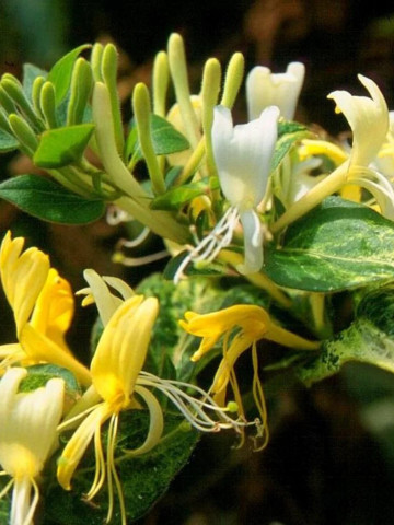 Caprifoi Lonicera japonica (1 m in ghiveci de 2 L), tufa ornamentala cataratoare "Mana Maicii Domnului" cu flori foarte parfumate, alb cu galben