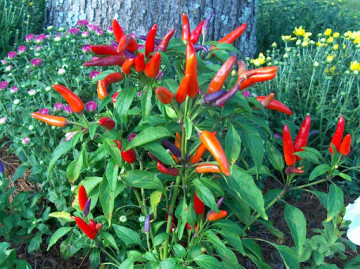 Capsicum anuum Caly (ghiveci 1 L), rasad ardei iute decorativ