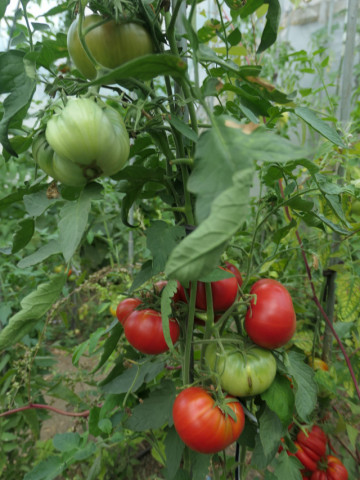 Cardinal Pink Giant (30 seminte) rosii gigant, soi heirloom culoare roz-zmeuriu, Ukraina
