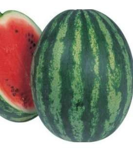 Carmen F1 - 1000 sem - Seminte de pepene verde cu fruct rotund vargat si greutate medie de 7-8 kg miezul fiind de inalta calitate de culoare rosu aprins si dulce de la Takii Seeds