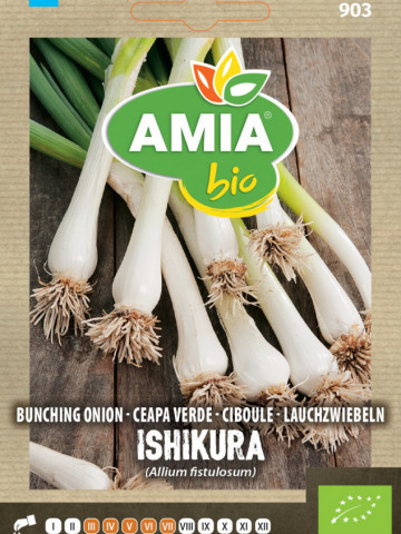 Ceapa verde Ishikura BIO (500 seminte) de ceapa ECO, certificate ecologic, AMIA