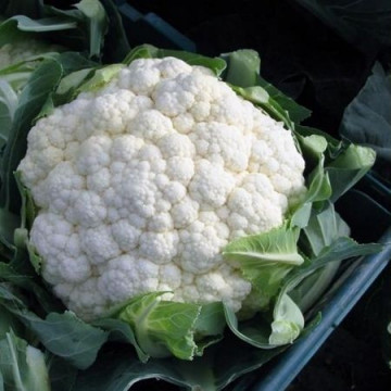 Chamonix F1 (1000 seminte) de conopida, 100 zile, inflorescente dense, albe, bine acoperite de frunze, 3 kg, Hazera