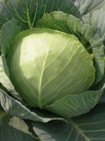 Charmant F1 - 1000 sem - Seminte de varza cu capatana de culoare verde-inchis destinata culturilor de inceput de vara sau toamna ce se poate recolta la 60-75 de zile de la plantare cantarind 1-2 kg de la Sakata