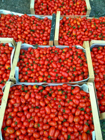 Cherry Mila (60 Seminte) tomate Cherry in forma de prunisoare nedeterminate, Geosem