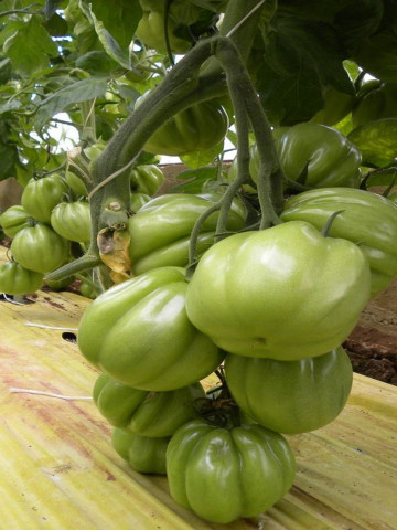 Cicerone F1 (100 seminte) tomate tip Inima de Bou, Profit Seeds