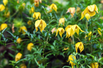 Clematita Tibetana Tangutica seminte de Clematite, tufa ornamentala cataratoare Clematis, cu flori galbene mari, in forma de clopotei, Vilmorin