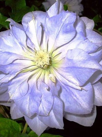 Clematite Azure Ball (1.5 m in ghiveci de 2 L), tufa ornamentala cataratoare Clematis, cu flori mari, colorate in albastru-violet si o coroana de stamine galbene
