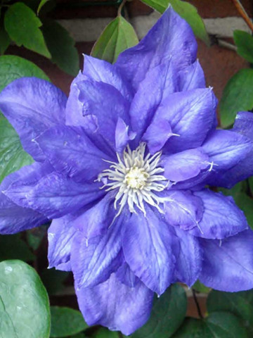 Clematite Beauty of Worcester (ghiveci 2 L), tufa ornamentala cataratoare Clematis, flori simple si duble, albastrui-violet