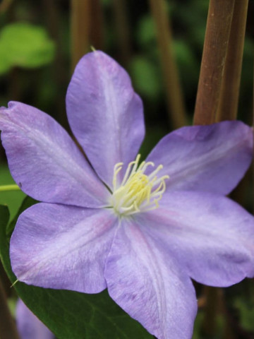Clematite Blue Explosion (1.5 m in ghiveci de 2 L) tufa ornamentala cataratoare Clematis, care produce 2 tipuri diferite de flori: duble albastre cu margini roz si simple de culoarea lavandei