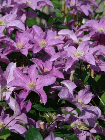 Clematite Danuta (ghiveci 2 L), tufa ornamentala cataratoare Clematis, flori petale roz ondulate