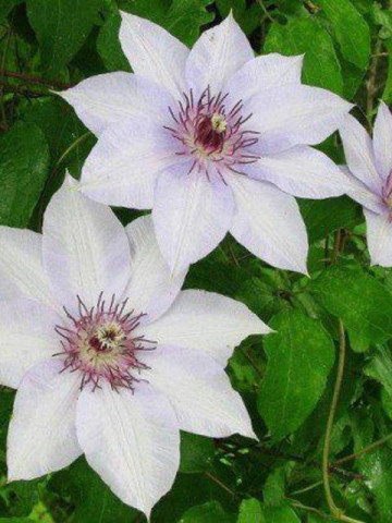 Clematite Fuyu-No-Tabi (1.5 m in ghiveci de 2 L) tufa ornamentala cataratoare Clematis, hibrid creat in Japonia, cu flori mari de culoare alb-cremos