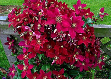 Clematite Hoshi-no-Flamenco (1.5 m in ghiveci de 2 L), tufa ornamentala cataratoare Clematis, clematita japoneza cu flori mari, rosii si centrul galben luminos