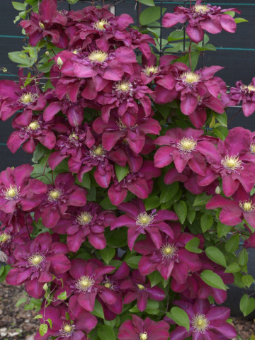 Clematite Jan III Sobieski (ghiveci 2 L) cu flori catifelate de culoare rosu inchis, semiduble si simple, cataratoare Clematis