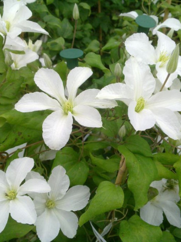 Clematite John Huxtable (1.5 m in ghiveci de 2 L) tufa ornamentala cataratoare Clematis, cu flori mari, albe si stamine galbene