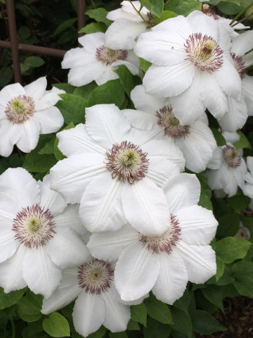 Clematite Krolowa Jadwiga (1.5 m in ghiveci de 2 L), tufa ornamentala cataratoare Clematis, cu flori matasoase, albe si stamine purpurii