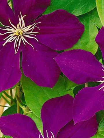 Clematite Monte Cassino (1.5 m in ghiveci de 2 L), tufa ornamentala cataratoare Clematis, cu flori mari, catifelate, colorate in rosu-magenta cu centrul galben