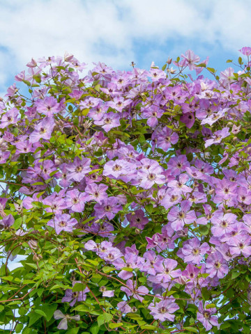 Clematite Morning Sky (1.5 m in ghiveci de 2 L) tufa ornamentala cataratoare Clematis, cu flori mari, intr-o combinatie superba de roz si violet