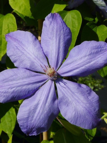 Clematite Mrs. Cholmondeley (1.5 m in ghiveci de 2 L), tufa ornamentala cataratoare Clematis, cu inflorire indelungata si flori mari, colorate in nuante de albastru deschis cu mov