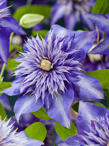Clematite Multi Blue (1.5 m in ghiveci de 2 L), tufa ornamentala cataratoare Clematis, hibrid cu flori deosebite, duble, de culoare albastru-marin
