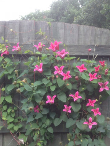 Clematite Princess Diana (1.5 m in ghiveci de 2 L), tufa ornamentala cataratoare Clematis, cu flori uimitoare in forma de lalea de culoare roz stralucitor si fructe pufoase decorative toamna si iarna