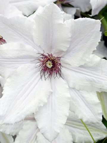 Clematite Snow Queen (ghiveci 2 L), tufa ornamentala cataratoare Clematis, flori mari, albe