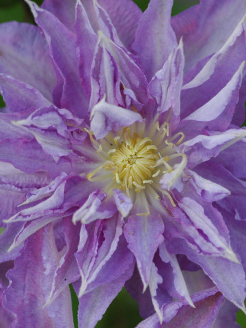 Clematite Thyrislund (1.5 m in ghiveci de 2 L), tufa ornamentala cataratoare Clematis, varietate cu flori duble, de culoare violet-liliac