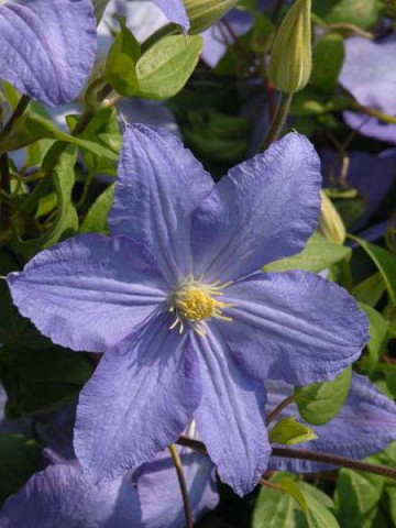 Clematite Vistula (1.5 m in ghiveci de 2 L) tufa ornamentala cataratoare Clematis, cu flori mari, colorate in violet-albastrui si stamine galbene