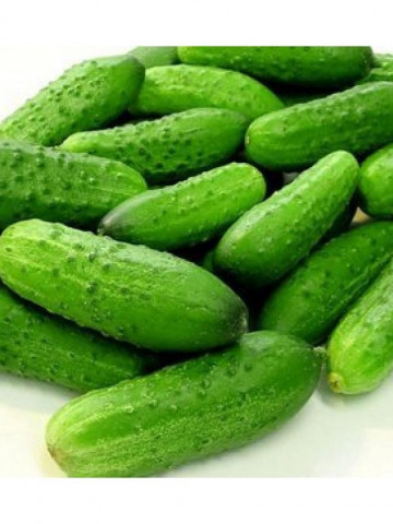 Componist F1 - 250 sem - Seminte de castraveti fructe cilindrice culoare verde de la Rijk Zwaan